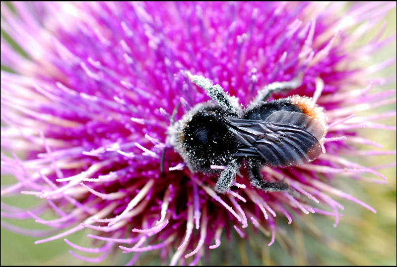 bombo sconosciuto